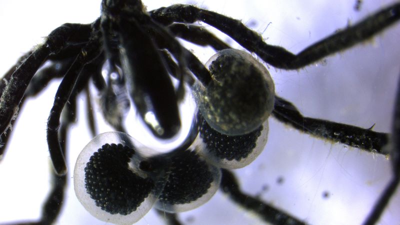 first-methane-powered-sea-spiders-found-crawling-on-the-ocean-floor
