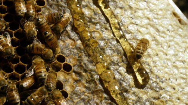 the-chemical-secrets-that-help-keep-honey-fresh-for-so-long