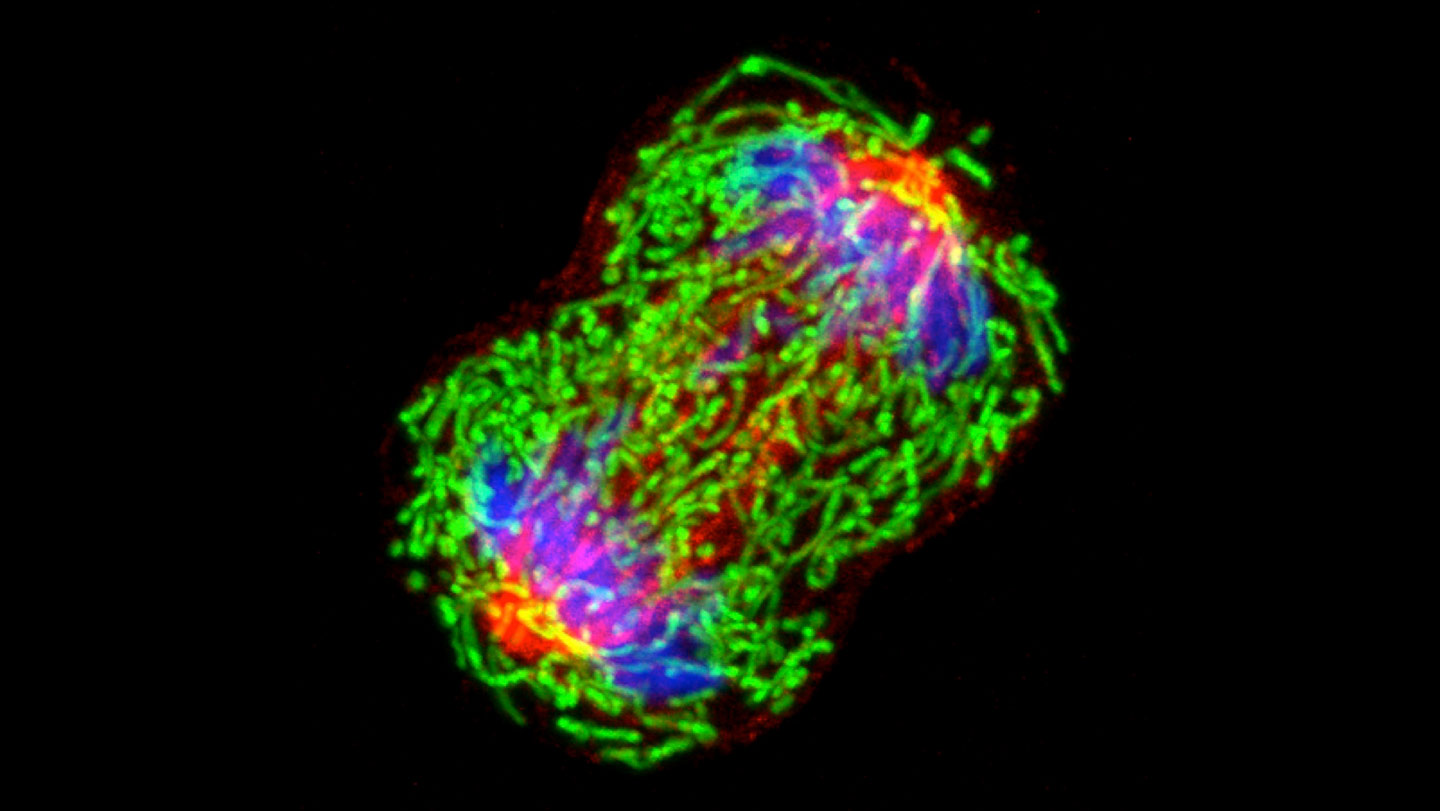 cancer-dna-is-detectable-in-blood-years-before-diagnosis