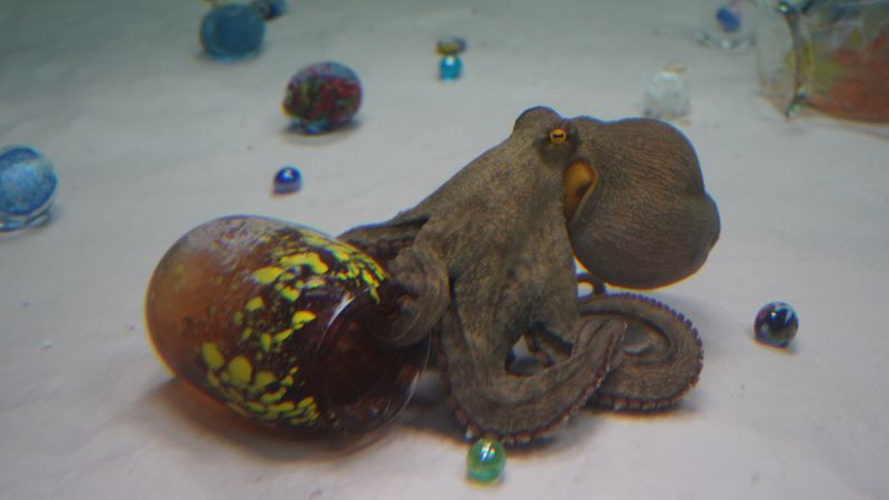 what-happens-when-an-octopus-engages-with-art?