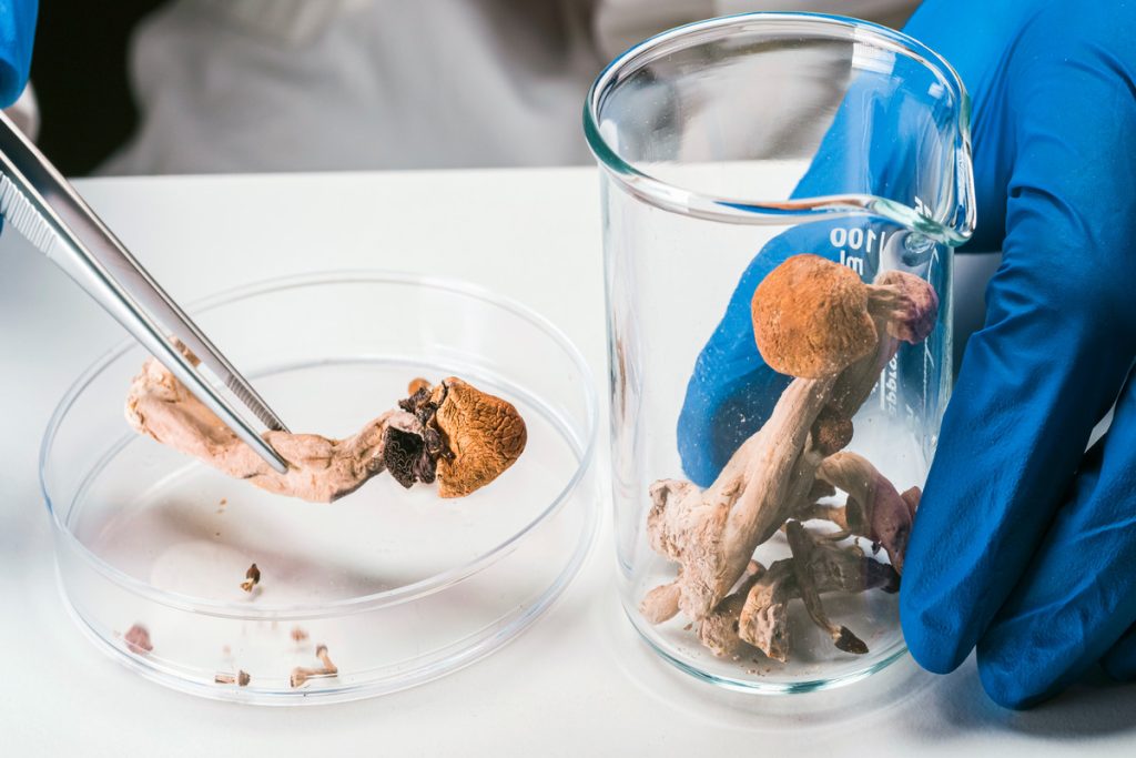 psilocybin-delays-aging,-extends-lifespan,-new-emory-study-suggests