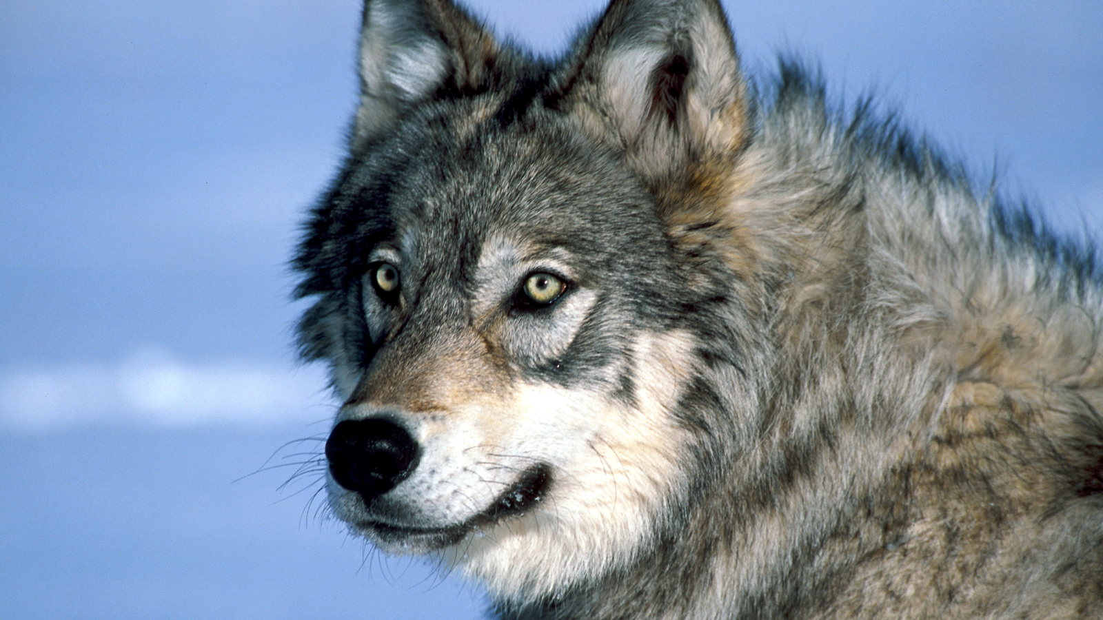 return-of-wolves-to-yellowstone-has-led-to-a-surge-in-aspen-trees