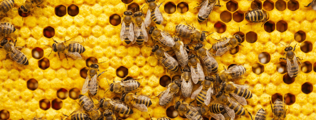 more-honey-bees-dying,-even-as-antibiotic-use-halves