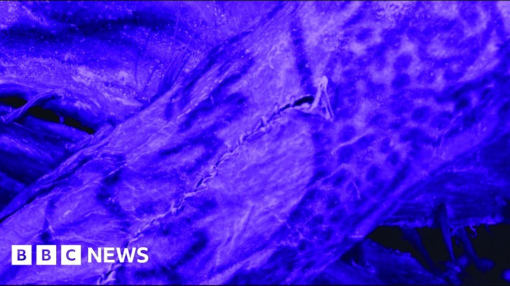 2,500-year-old-siberian-‘ice-mummy’-had-intricate-tattoos,-imaging-reveals