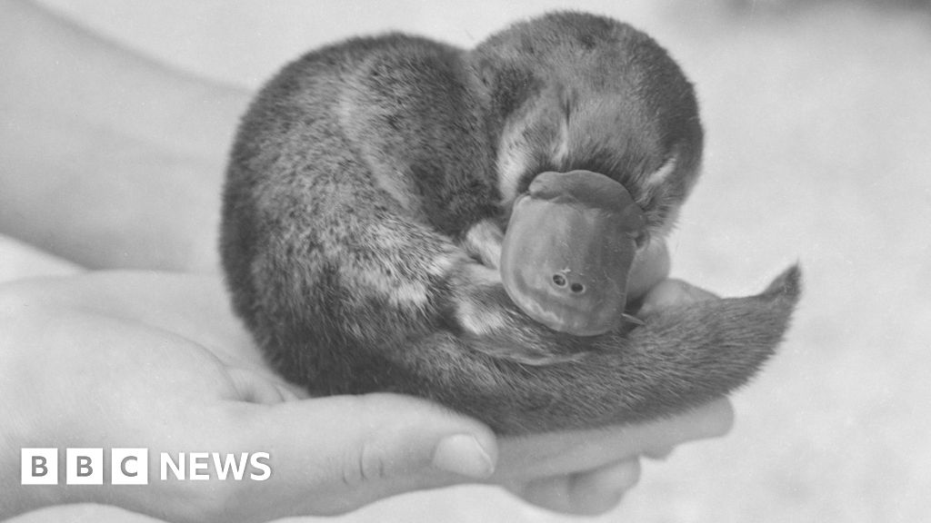 the-mystery-of-winston-churchill’s-dead-platypus-was-unsolved-until-now
