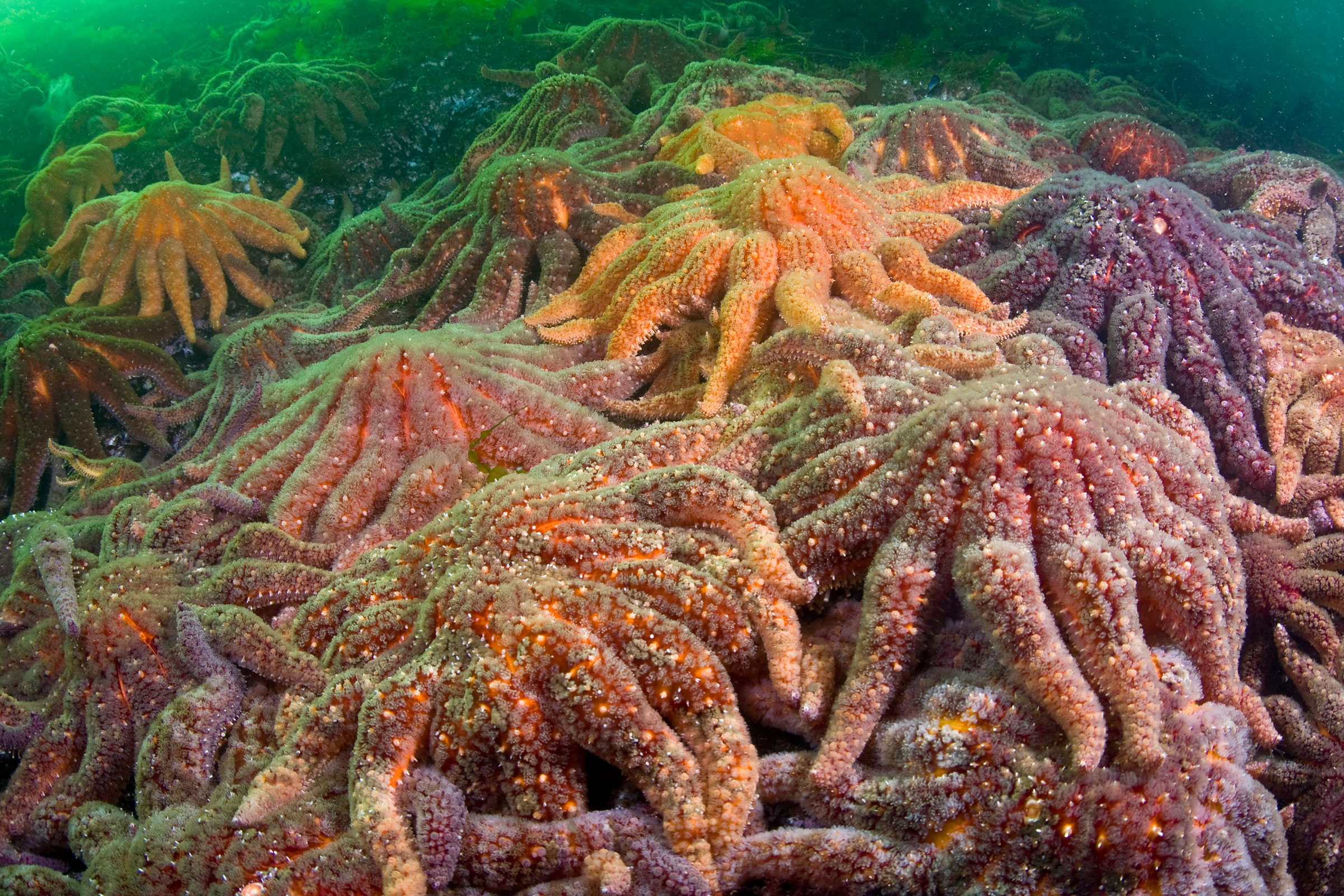 unmasking-the-sea-star-killer