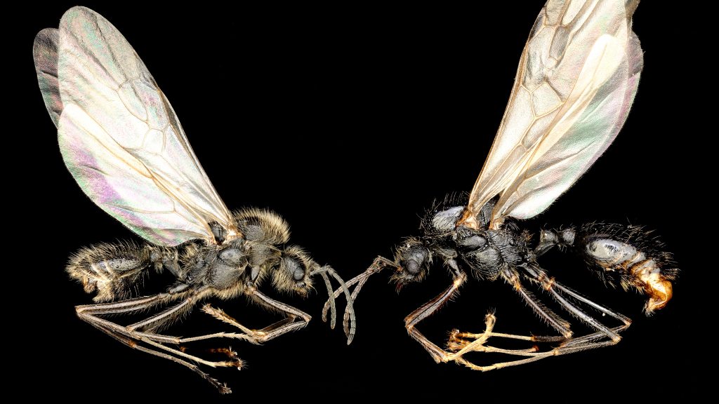 european-ant-is-the-first-known-animal-to-clone-members-of-another-species