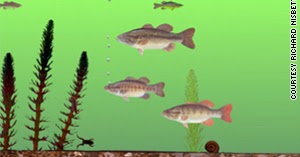 understanding-cultural-differences:-the-michigan-fish-test-(2013)