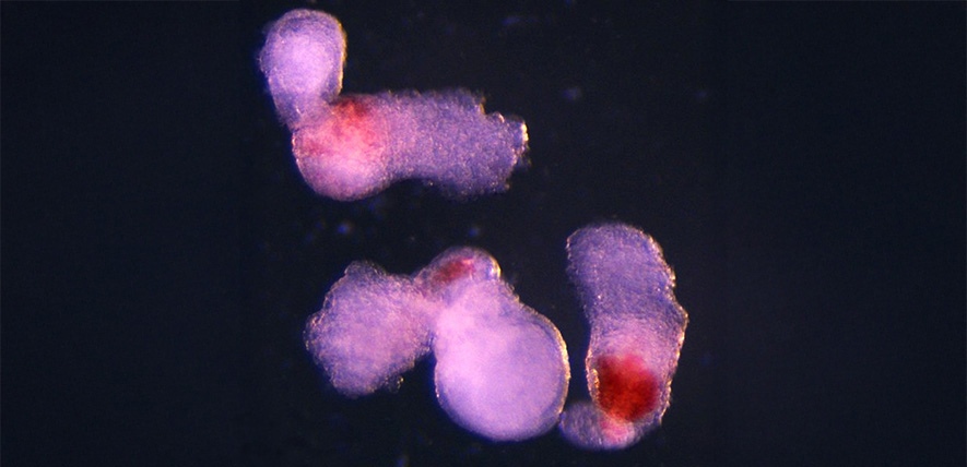 new-lab-grown-human-embryo-model-produces-blood-cells