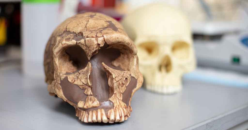 lead-limited-brain-and-language-development-in-neanderthals-and-other-hominids?