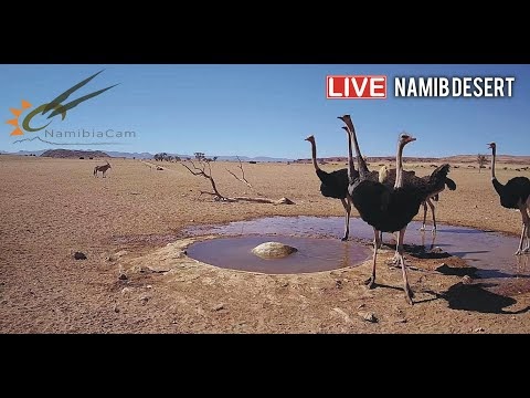 live-stream-from-the-namib-desert
