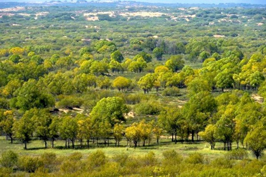china-has-added-forest-the-size-of-texas-since-1990