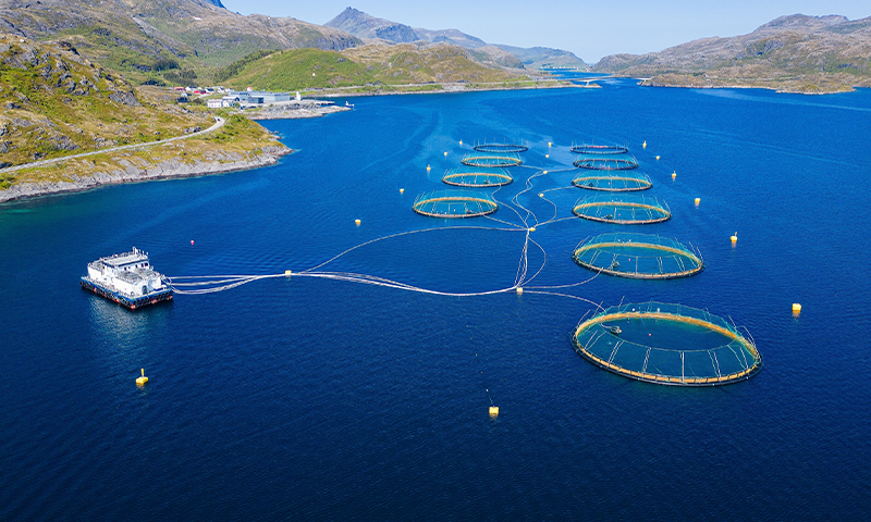 the-problem-with-farmed-seafood