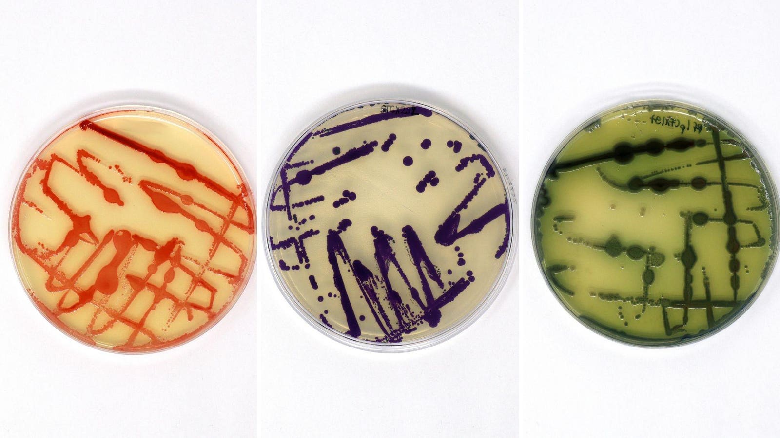 scientists-growing-colour-without-chemicals