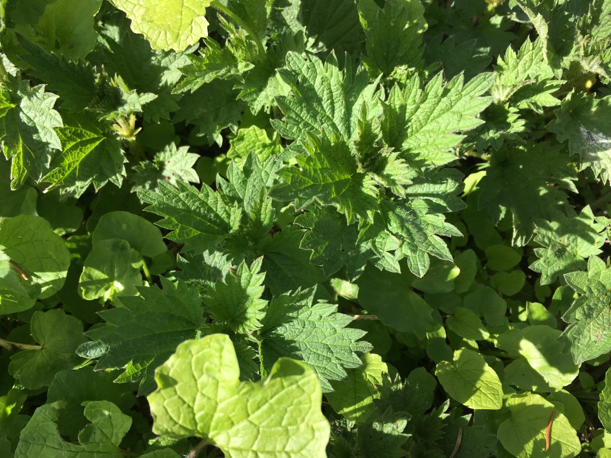 eating-stinging-nettles