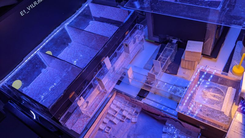 scientists-now-know-that-bees-can-process-time,-a-first-in-insects