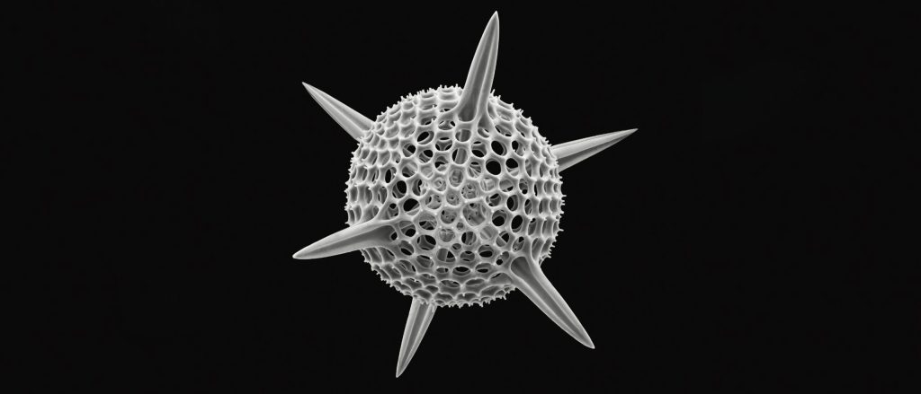 single-celled-marine-organisms-resulted-in-an-influential-illustrated-book