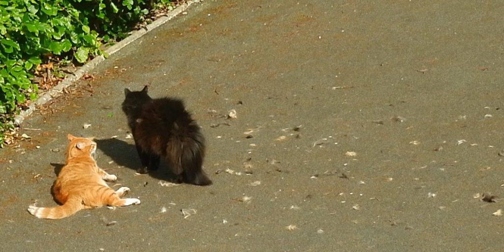 adhd-and-monotropism-(2023)