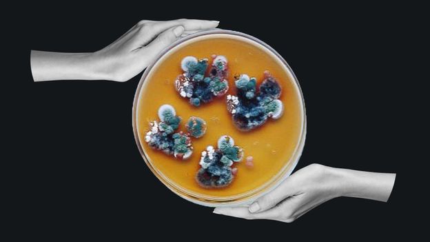 the-mysterious-black-fungus-from-chernobyl-that-may-eat-radiation