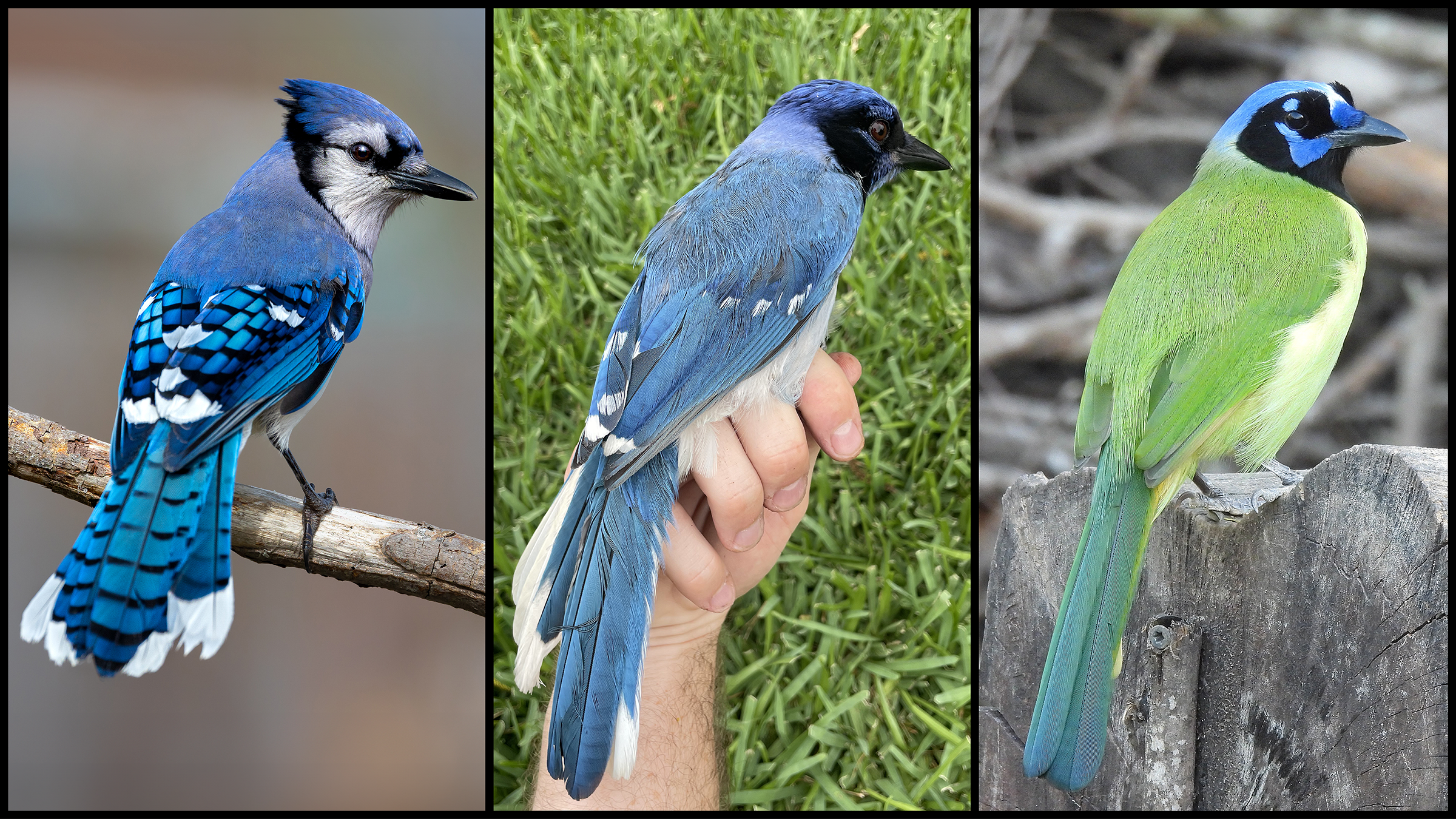 so-what-should-we-call-this-–-a-grue-jay?