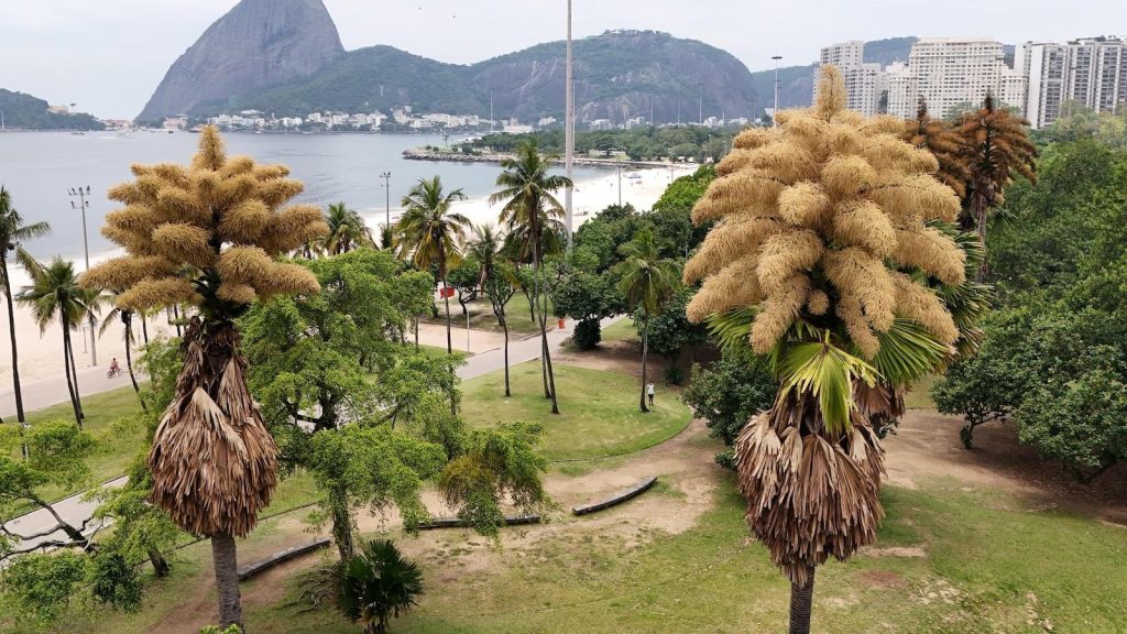 rio-de-janeiro’s-talipot-palm-trees-bloom-for-the-first-and-only-time
