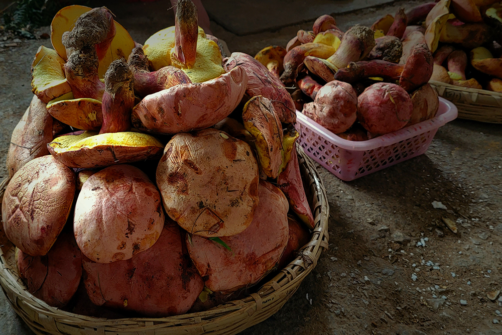 experts-explore-new-mushroom-which-causes-fairytale-like-hallucinations