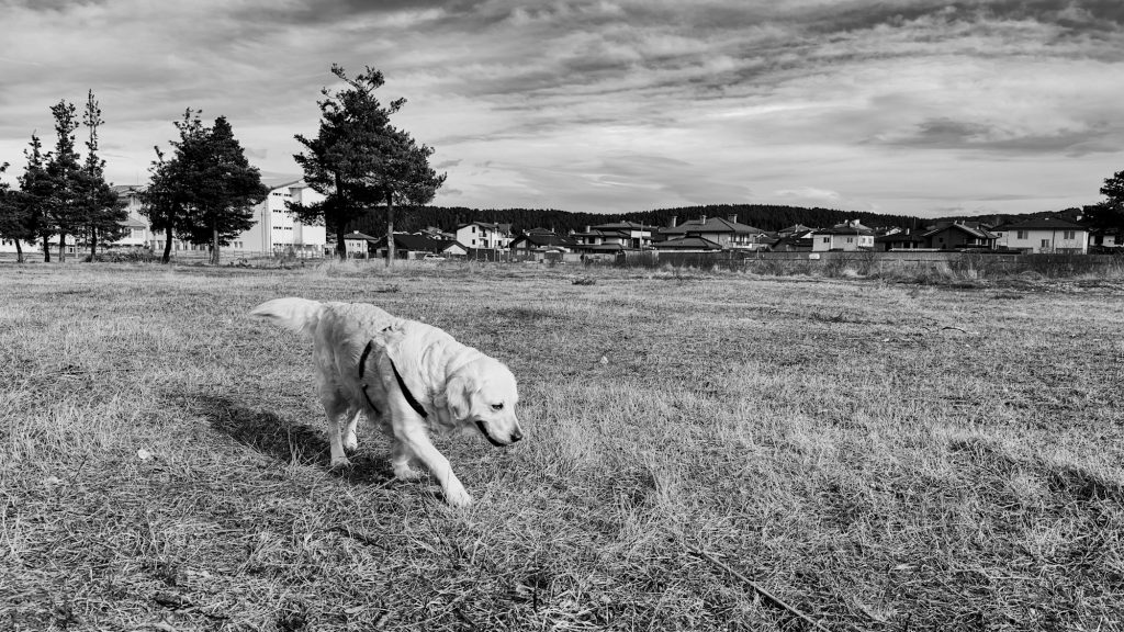 go-gray,-not-cray:-why-you-should-grayscale-your-phone