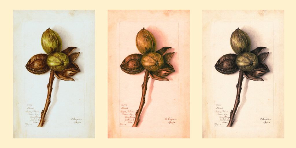 an-enslaved-gardener-transformed-the-pecan-into-a-cash-crop