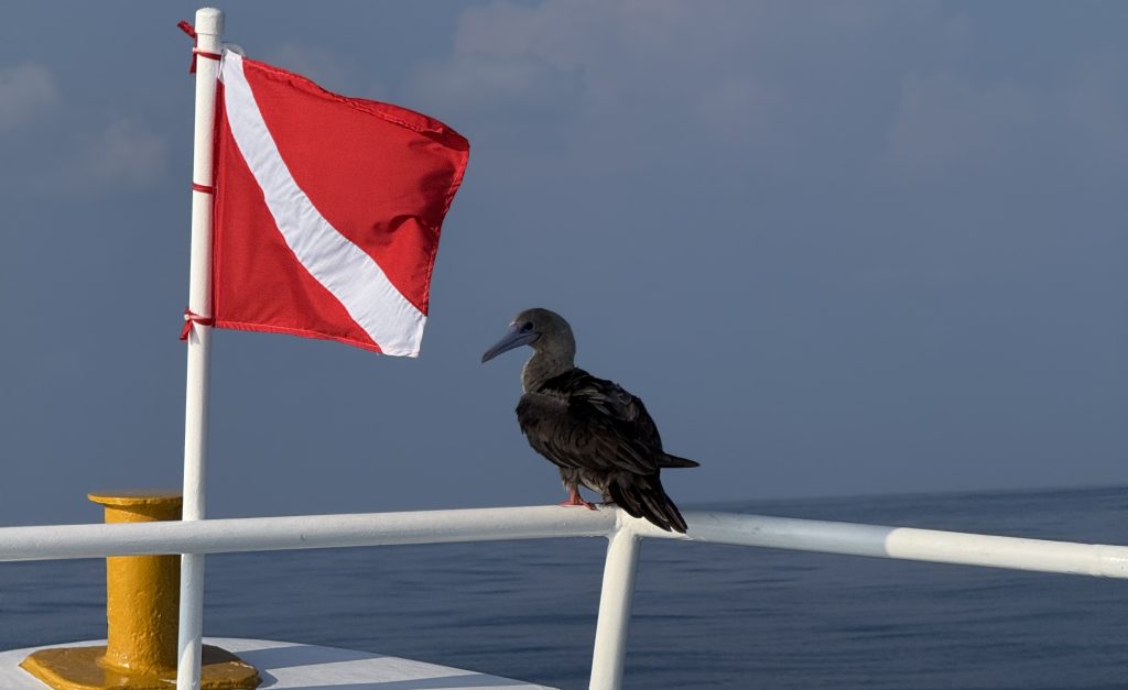 i-found-a-vulnerability.-they-found-a-lawyer