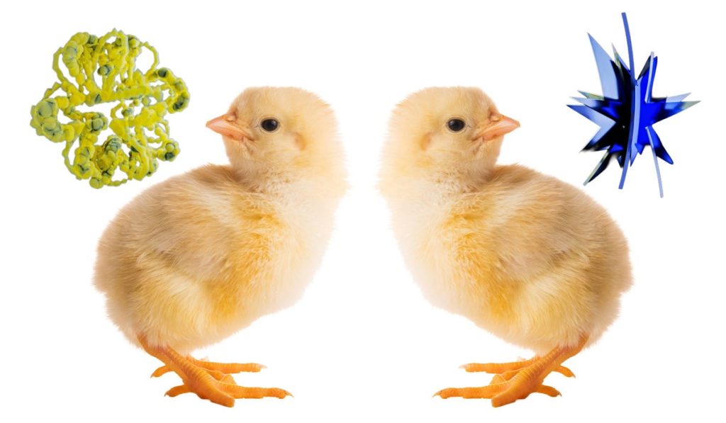 baby-chicks-pass-the-bouba-kiki-test,-challenging-a-theory-of-language-evolution