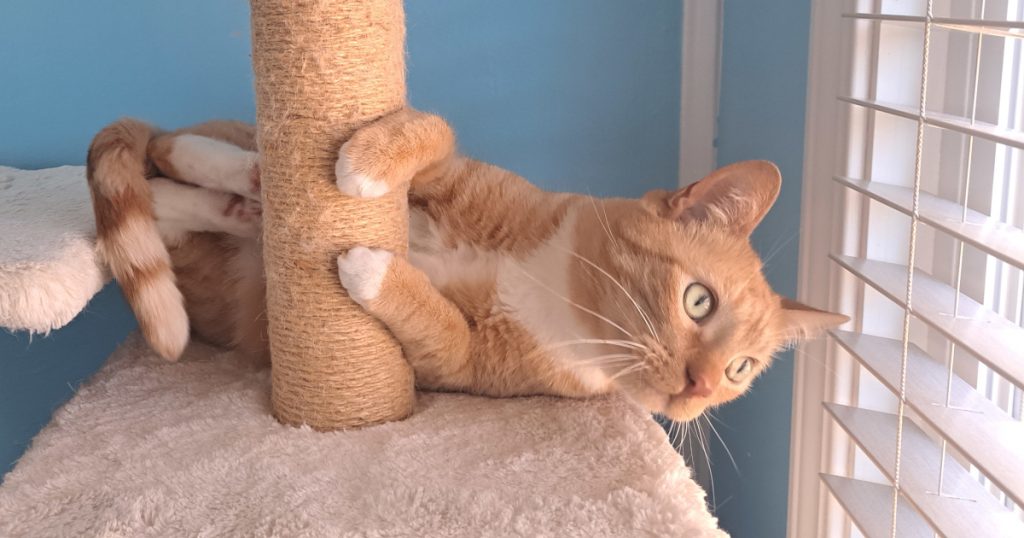 give-django-your-time-and-money,-not-your-tokens