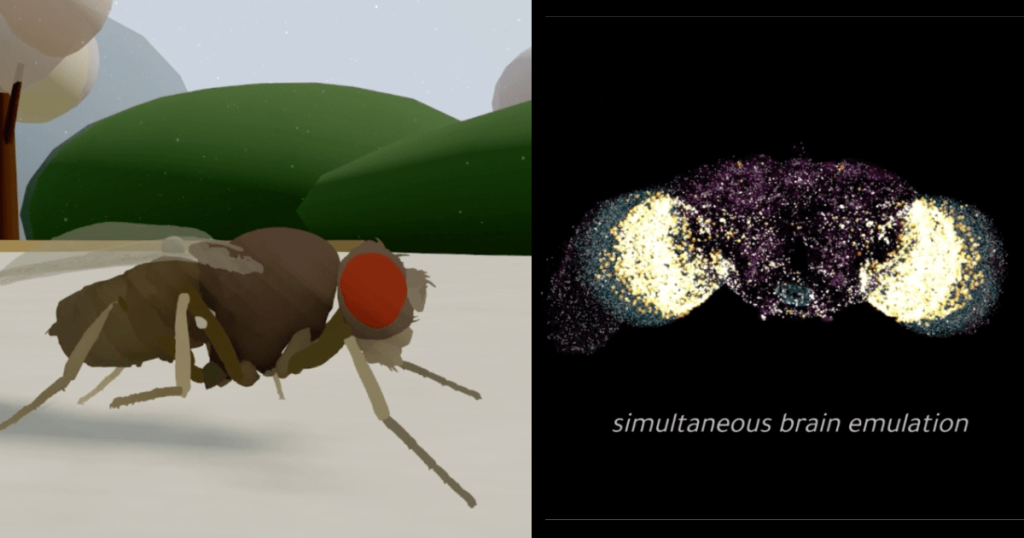 how-the-eon-team-produced-a-virtual-embodied-fly