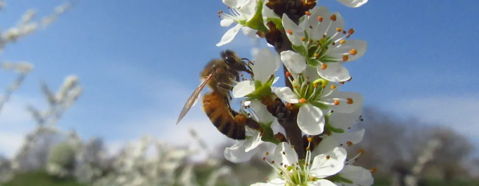 the-bee-that-everyone-wants-to-save