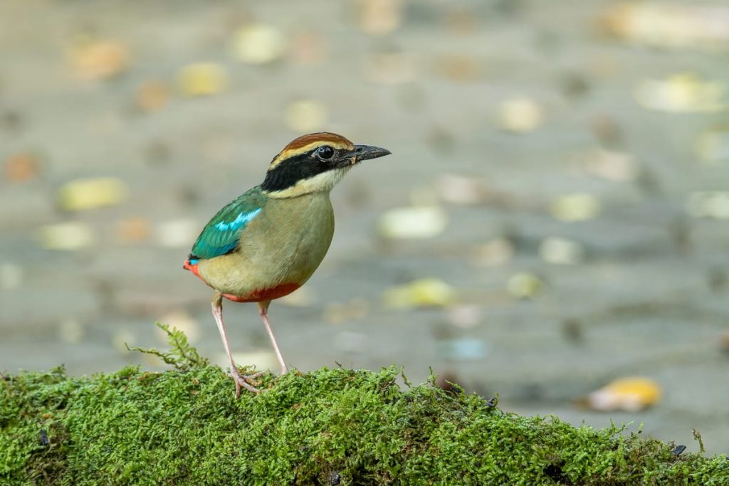 you-do-not,-in-fact,-have-to-hand-it-to-them