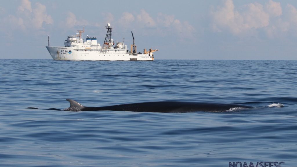 us.-exempts-oil-industry-from-protecting-gulf-animals,-for-’national-security’