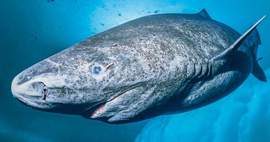 consider-the-greenland-shark-(2020)
