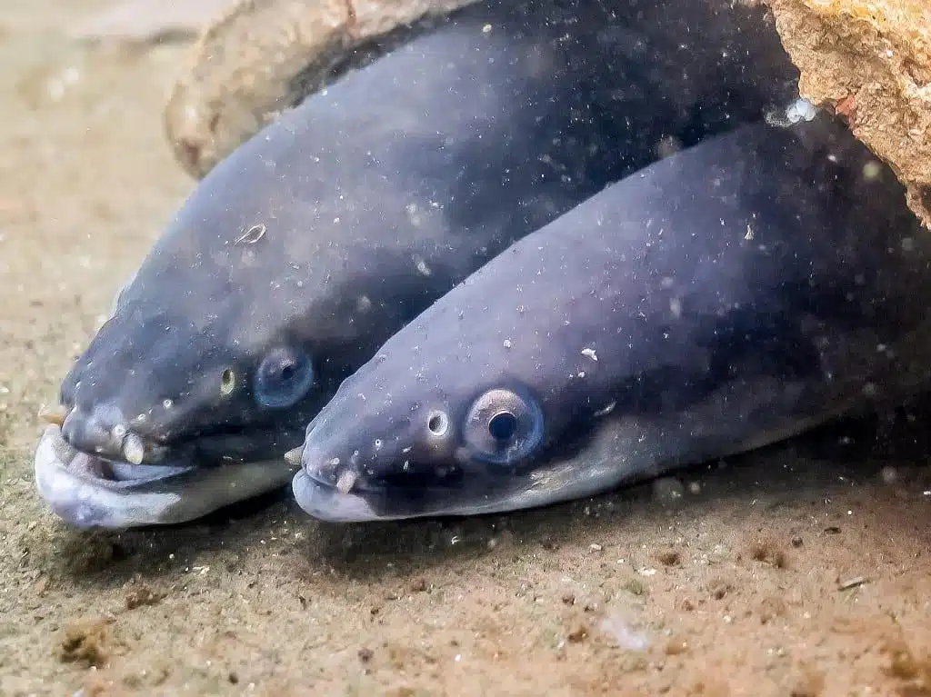 scientists-figured-out-how-eels-reproduce-(2022)