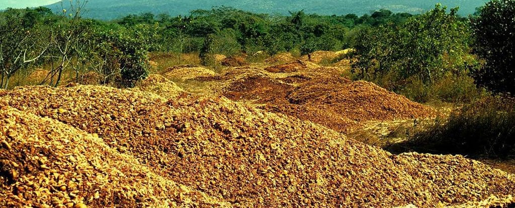 12k-tons-of-dumped-orange-peel-grew-into-a-landscape-nobody-expected-(2017)