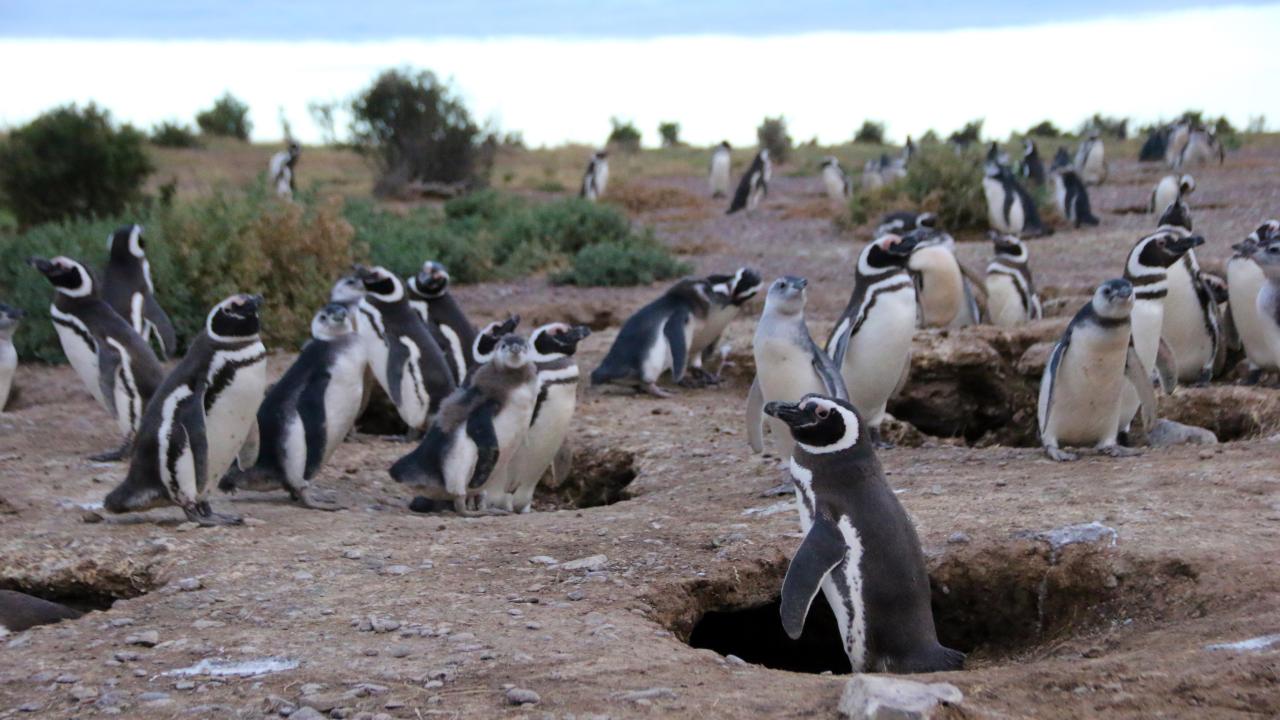 penguin-’toxicologists’-find-pfas-chemicals-in-remote-patagonia