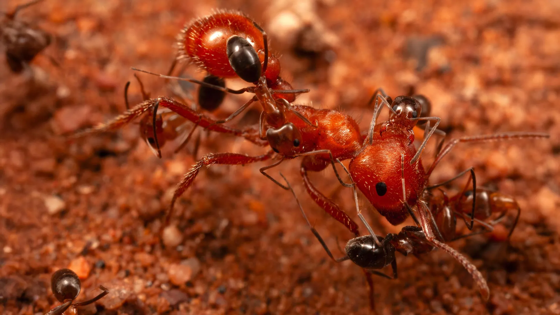 scientists-discover-”cleaner-ants”-that-groom-giant-ants-in-arizona-desert