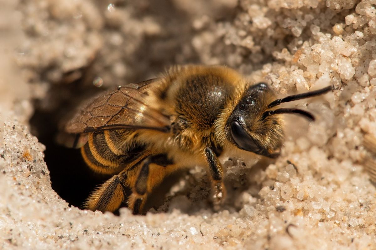 up-to-8m-bees-are-living-in-an-underground-network-beneath-this-cemetery
