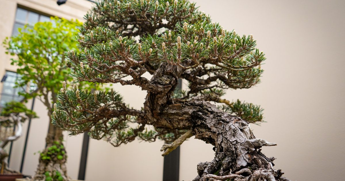 the-beauty-of-bonsai-styles