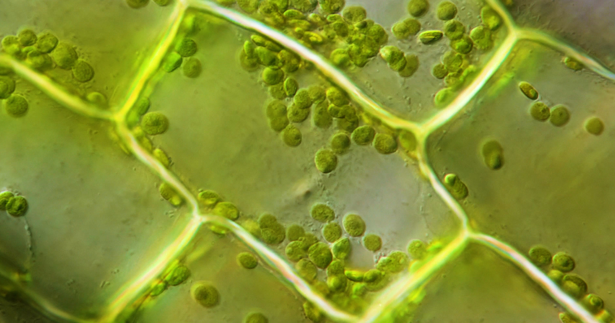 the-mathematical-dance-inside-plant-cells