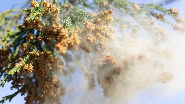 japan-is-gripped-by-mass-allergies.-a-1950s-project-is-to-blame
