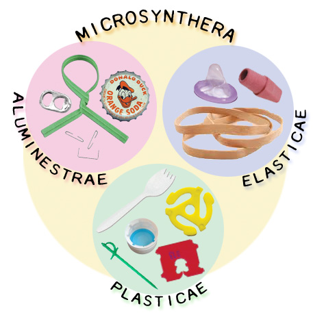 taxonomy-of-the-occlupanida-(parasitoids-on-bread-bag-tags)