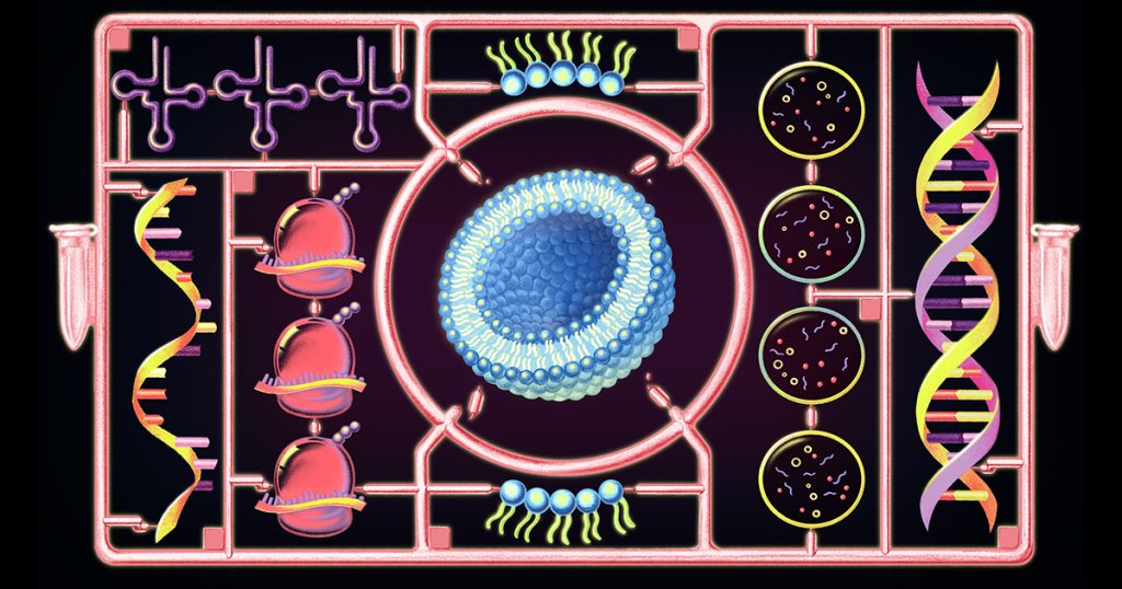 for-first-time,-a-cell-built-from-scratch-grows-and-divides
