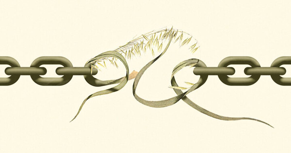 my-dad-helped-build-north-america’s-oat-supply-chain:-can-it-be-remade?
