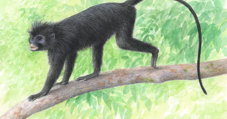 ’likweli’:-a-new-monkey-species-discovered-in-the-congo-basin