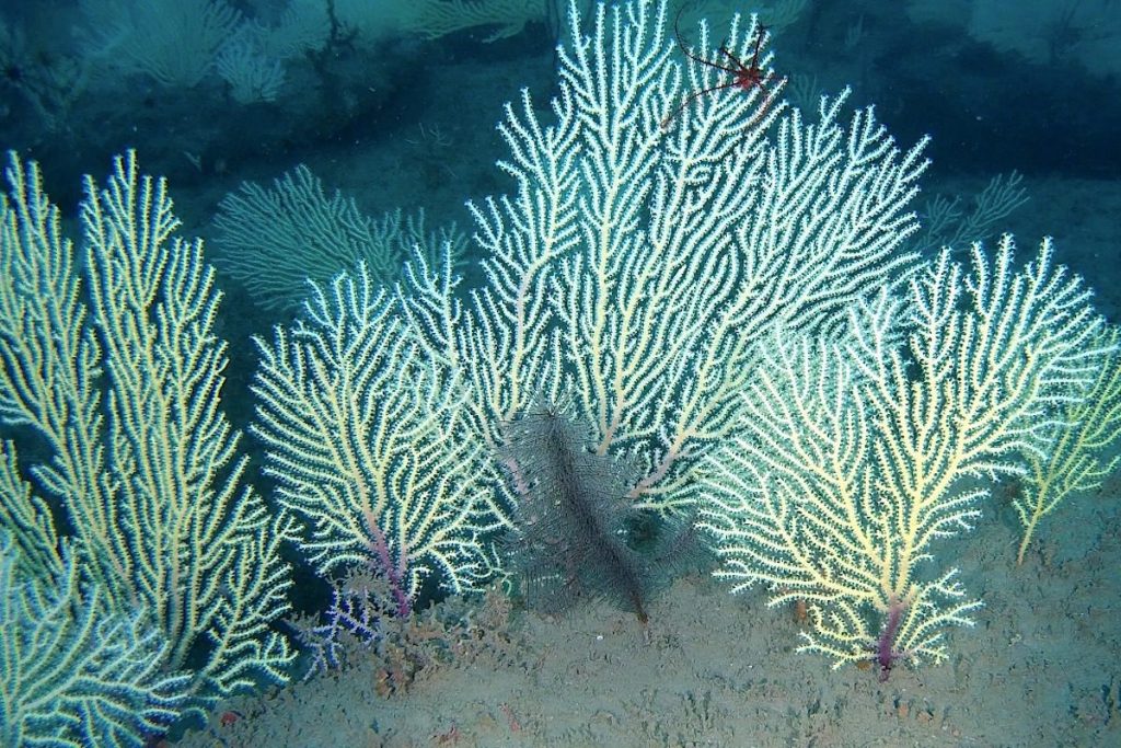 long-presumed-dead,-a-thriving-coral-reef-is-discovered-in-west-africa