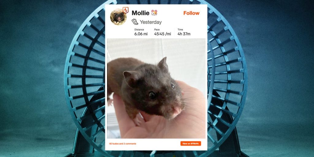 physicist-rigged-his-pet-hamster’s-wheel-to-strava.-it-runs-far-every-night